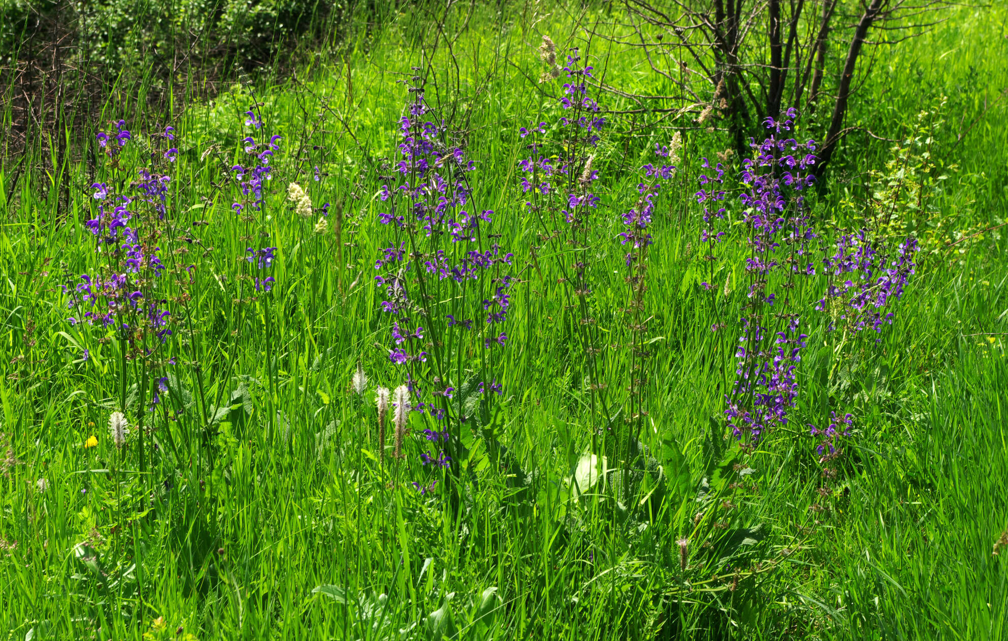 Imagem de Salvia pratensis L.