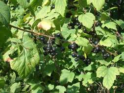 Image of Black Currant