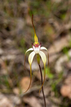 Image of Stark white spider orchid