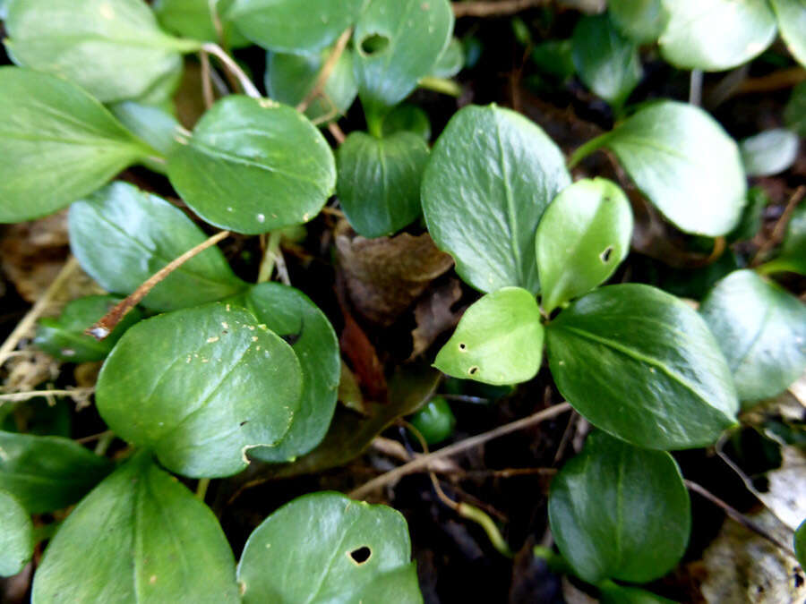 Image of Sarcococca ruscifolia Stapf