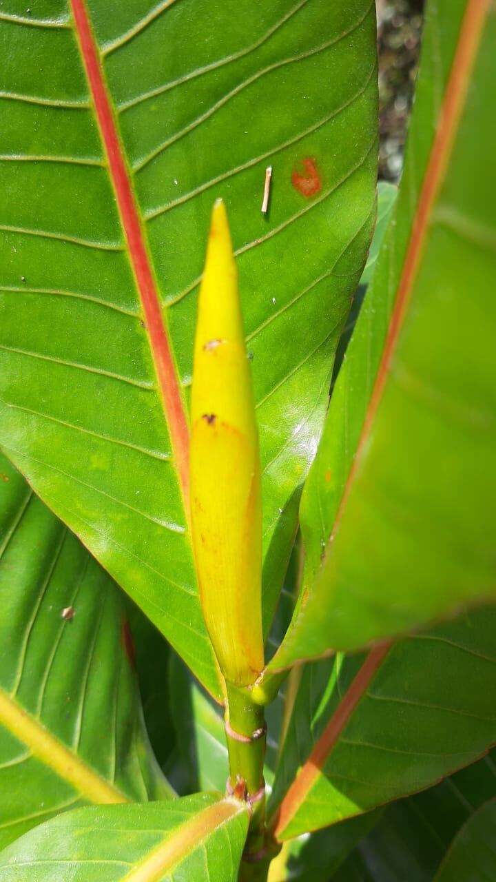 صورة Godoya antioquiensis Planch.