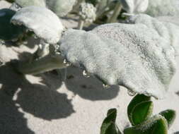 Image of Sand daisy