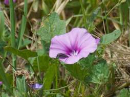 Image de Convolvulus stachydifolius Choisy