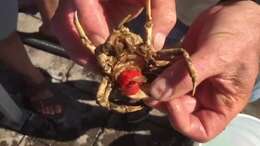 Image of Spider Crabs