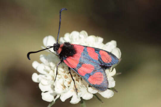 Image of Zygaena cuvieri Boisduval 1828