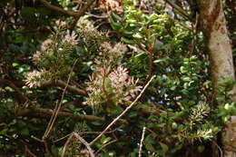 Image of Notanthera heterophyllus G. Don