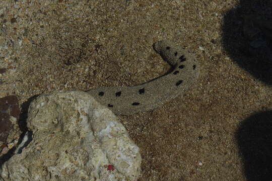 Image of Black sea cucumber