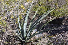 Image of Agave difformis A. Berger