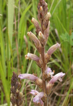 Image of Phelipanche purpurea (Jacq.) Soják