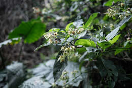 Plancia ëd Trichodesma calycosum Collett & Hemsl.