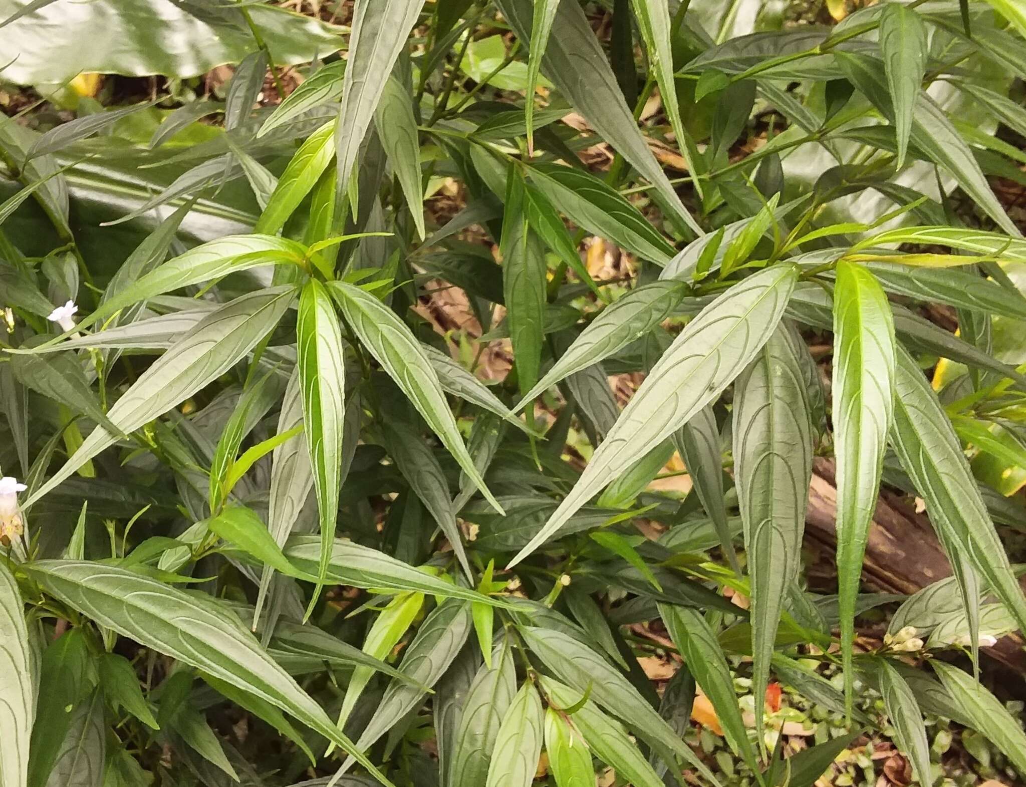 Strobilanthes persicifolia (Lindl.) J. R. I. Wood resmi