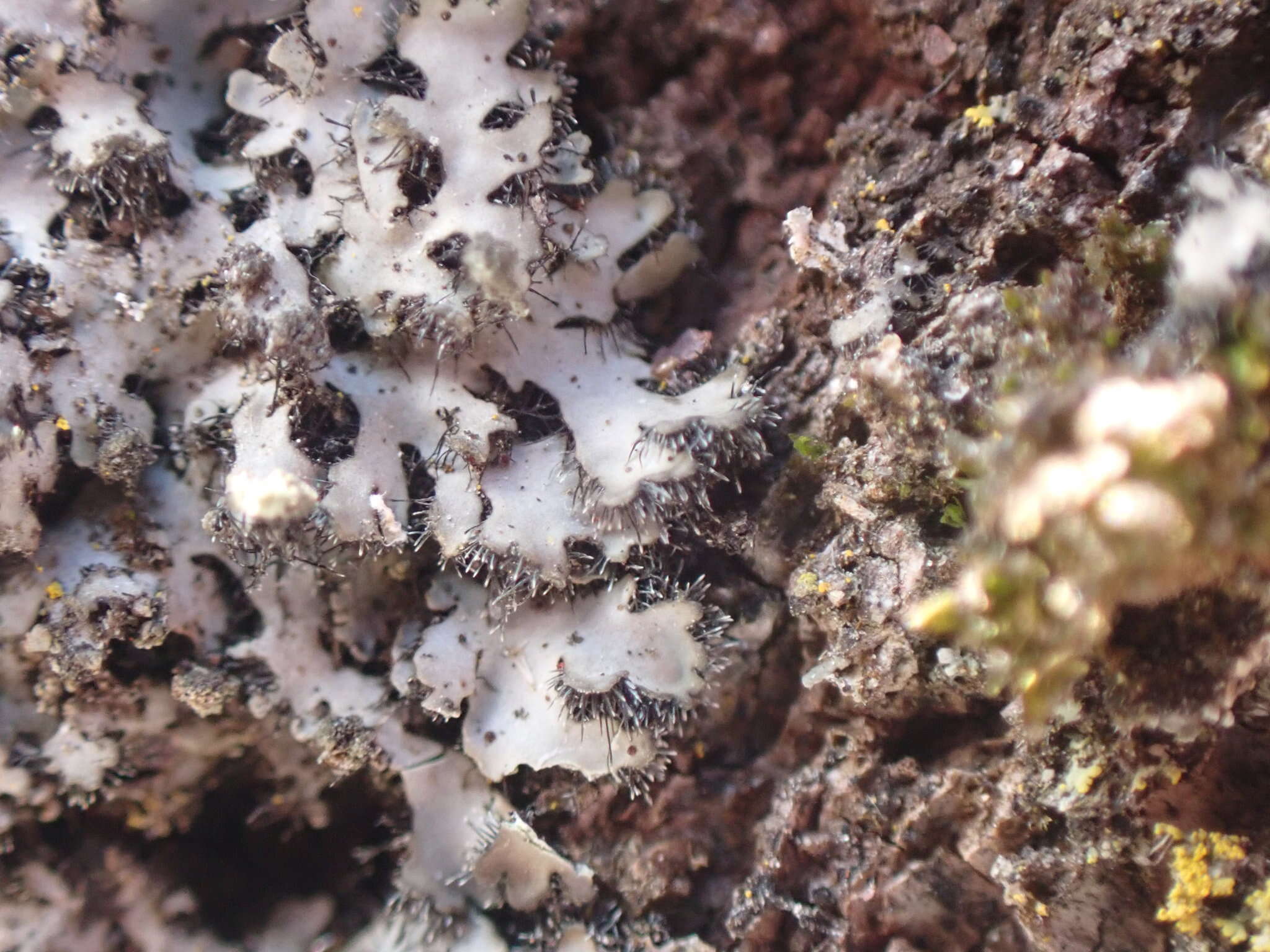 Image of hispid wreath lichen