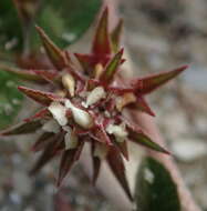 Plancia ëd Trifolium scabrum L.