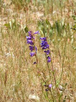 Image of Rocky Mountain penstemon