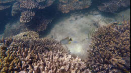 Image of Acropora Butterfly