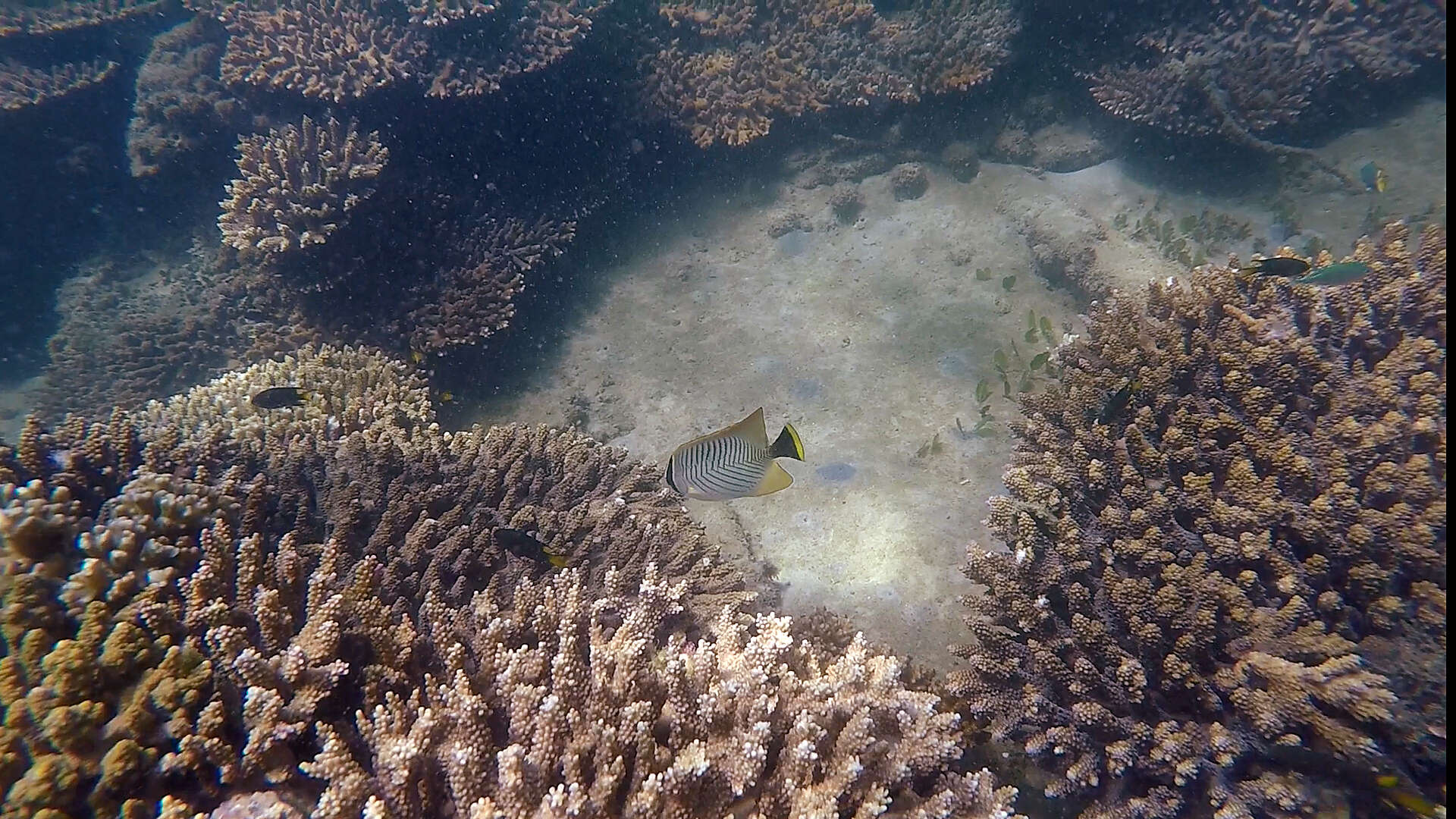 Image of Acropora Butterfly