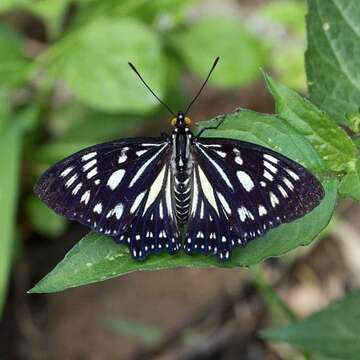 Imagem de Euripus nyctelius Doubleday 1845