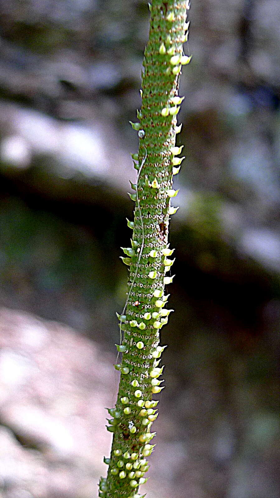 Peperomia obtusifolia (L.) A. Dietr. resmi