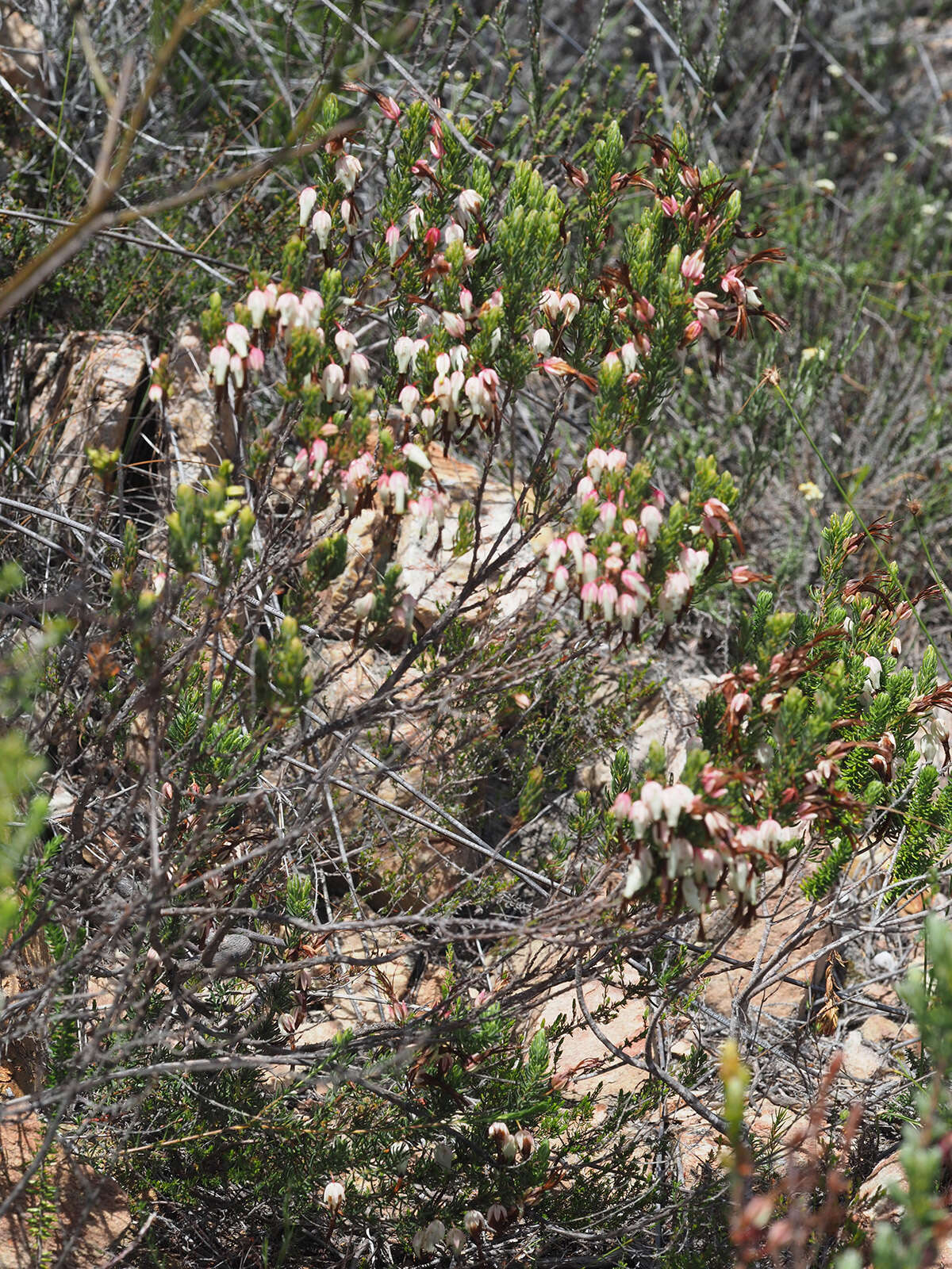 Image of Erica plukenetii subsp. penicillata (Andrews) E. G. H. Oliv. & I. M. Oliv.