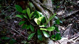 Peperomia obtusifolia (L.) A. Dietr. resmi