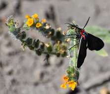 Imagem de Ctenucha brunnea Stretch 1872