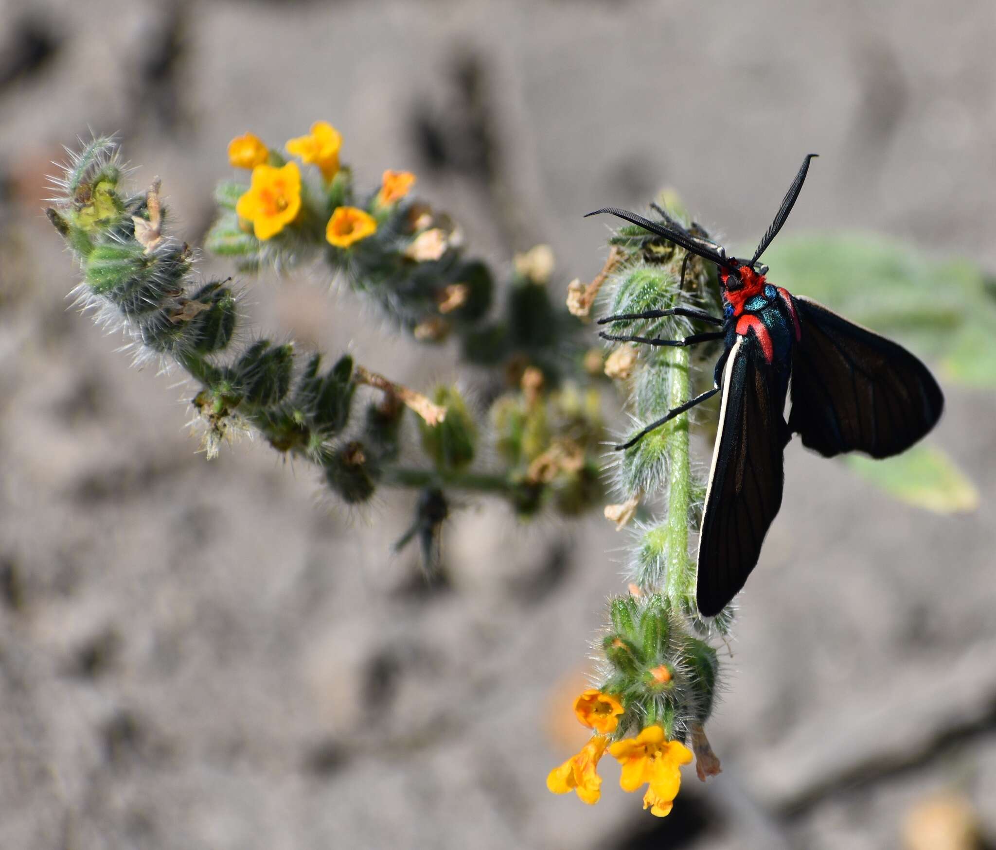 Image de Ctenucha brunnea Stretch 1872