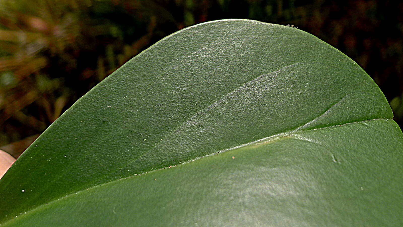 Peperomia obtusifolia (L.) A. Dietr. resmi