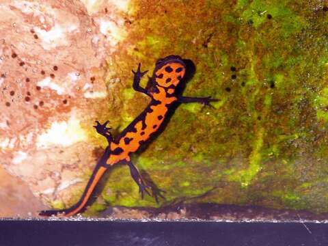 Image of Oriental Fire-bellied Newt