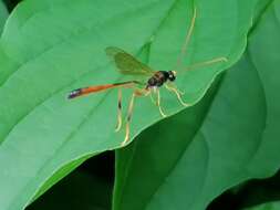 Aphanistes ruficornis (Gravenhorst 1829) resmi