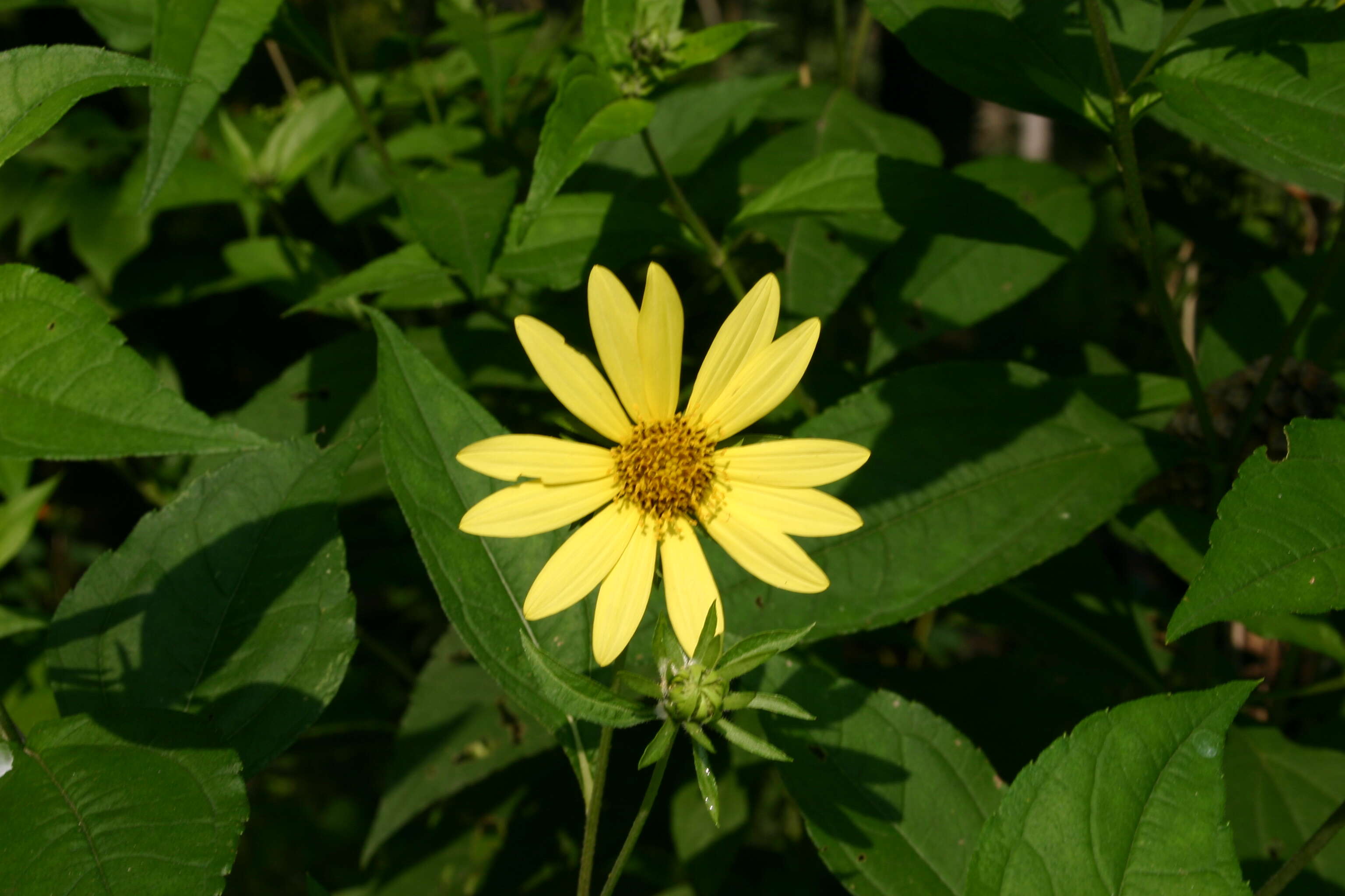 Image of cheerful sunflower