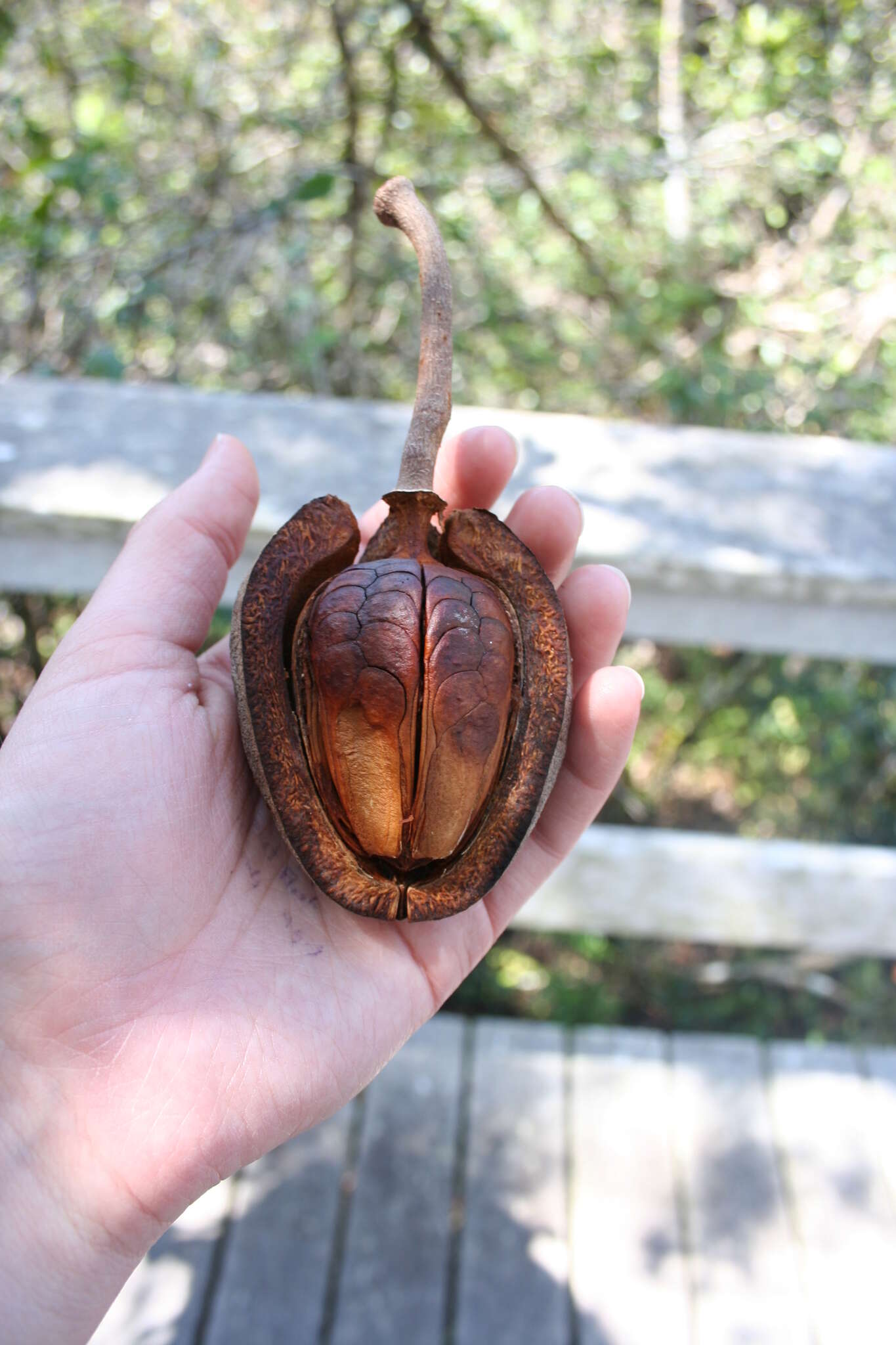 Image of American Mahogany