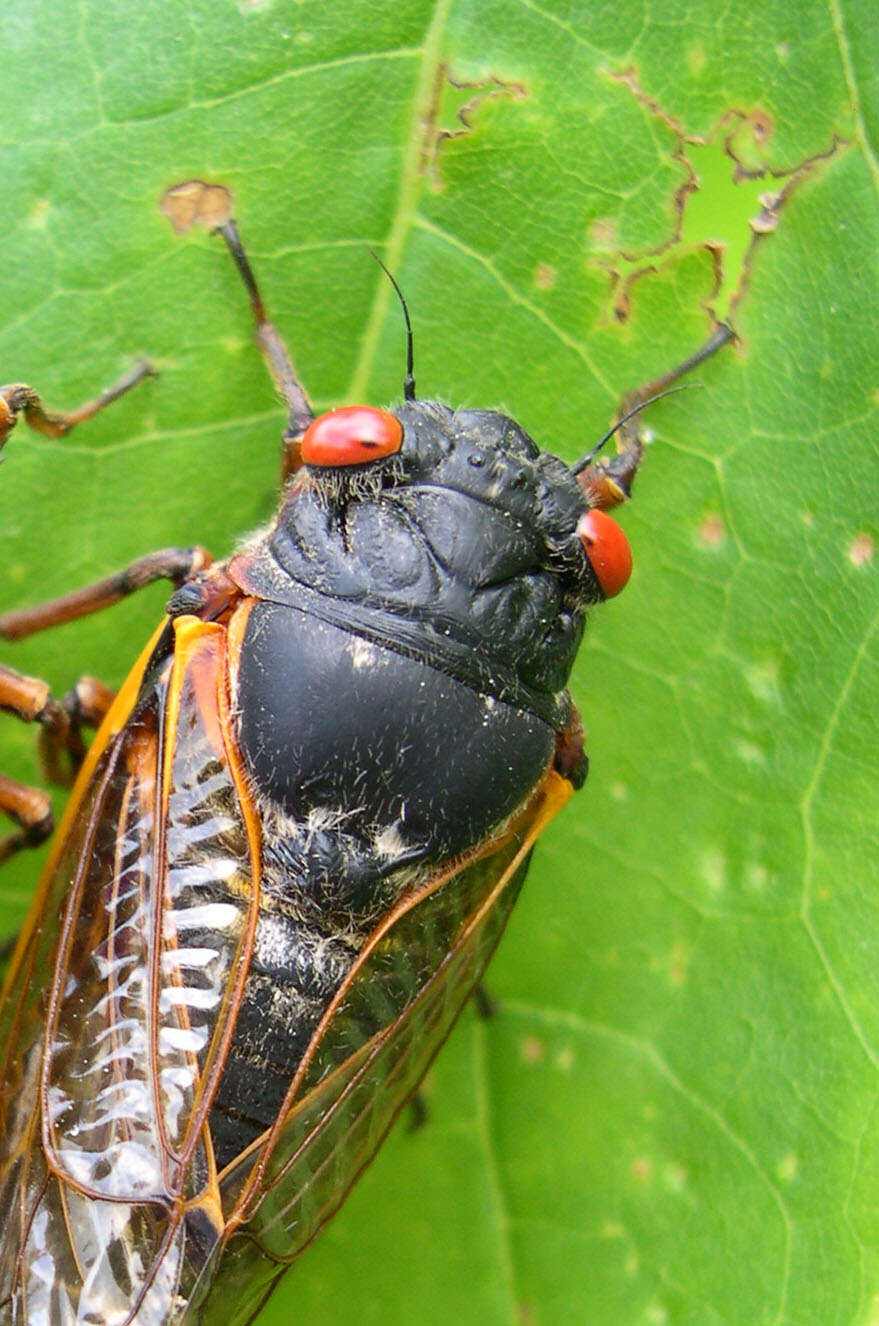 Image de Magicicada septendecim (Linnaeus 1758)