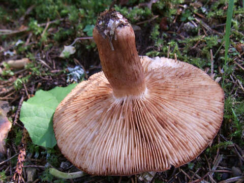 Слика од Tricholoma vaccinum (Schaeff.) P. Kumm. 1871