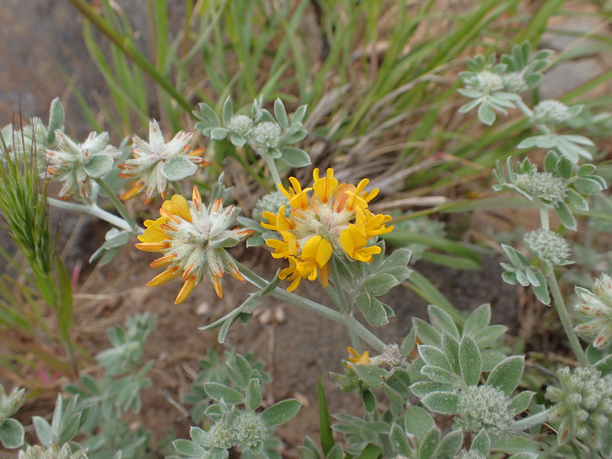 Image of <i>Acmispon argophyllus</i> var. <i>argenteus</i>