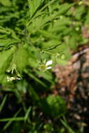 Image of white avens