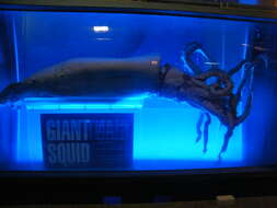 Image of giant squids