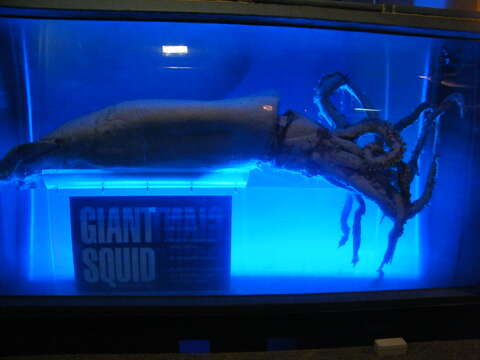 Image of giant squids