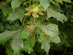 Image of European tar spot