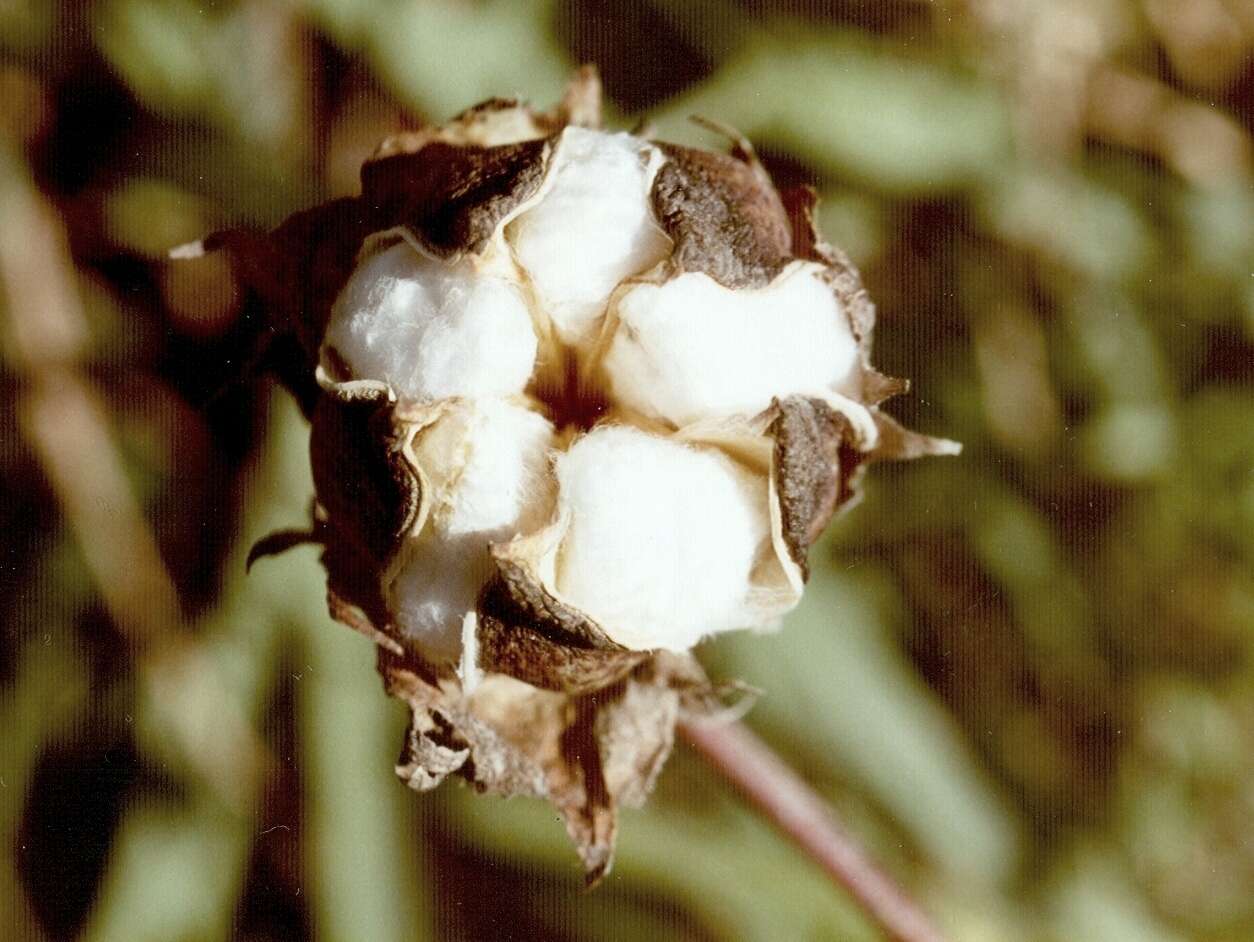 Gossypium herbaceum L. resmi