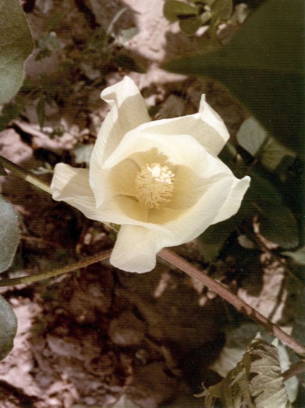 Image of Levant cotton