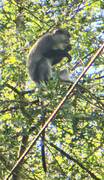 Image of Cercopithecus mitis labiatus I. Geoffroy Saint-Hilaire 1842