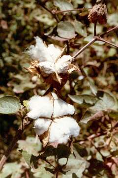 Gossypium herbaceum L. resmi