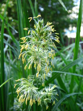 Image of Cocksfoot or Orchard Grass