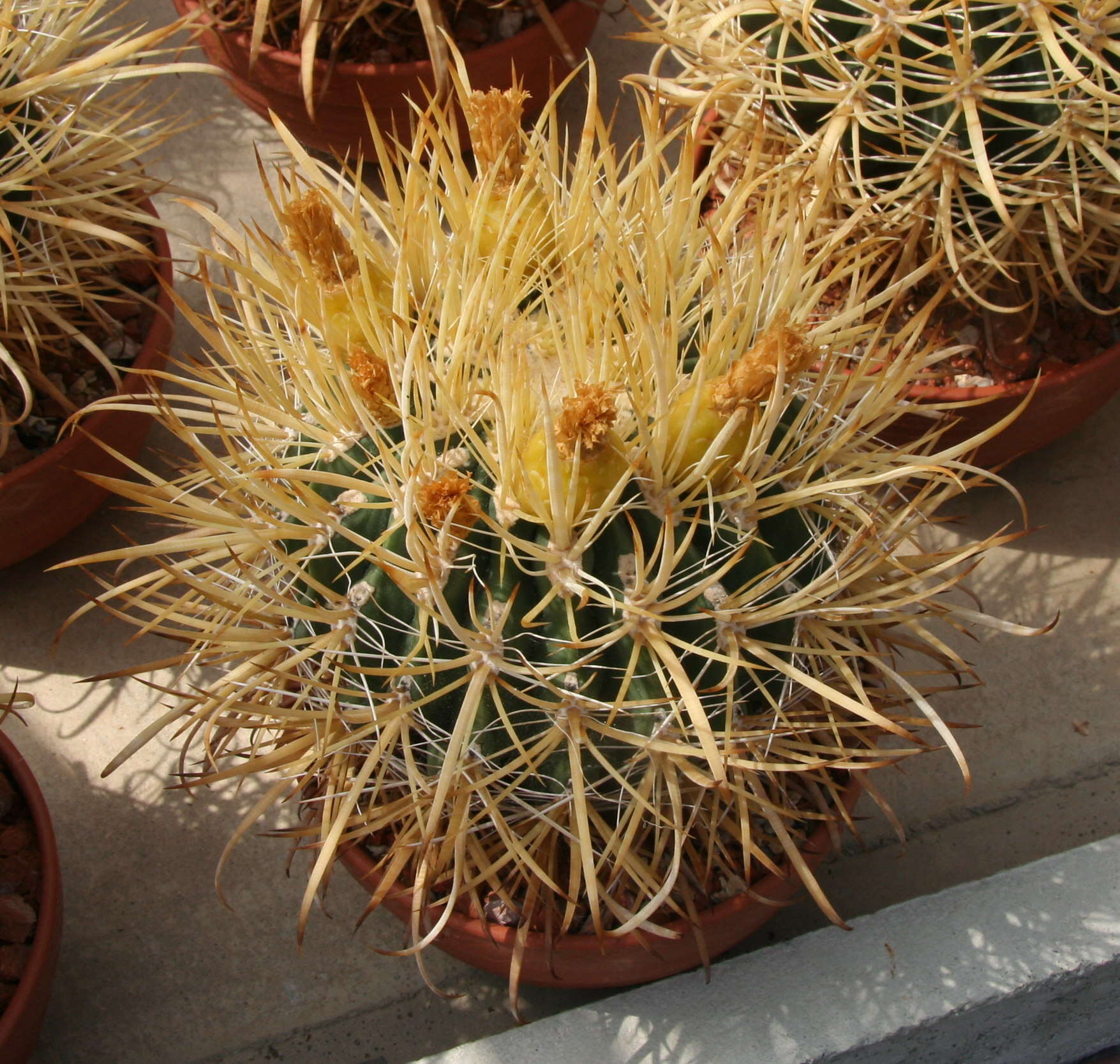 Ferocactus chrysacanthus (Orcutt) Britton & Rose resmi