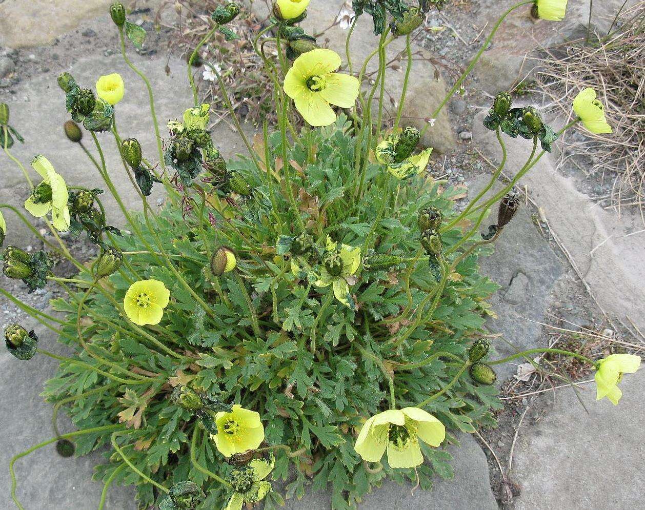 Imagem de Papaver radicatum subsp. polare Tolm.