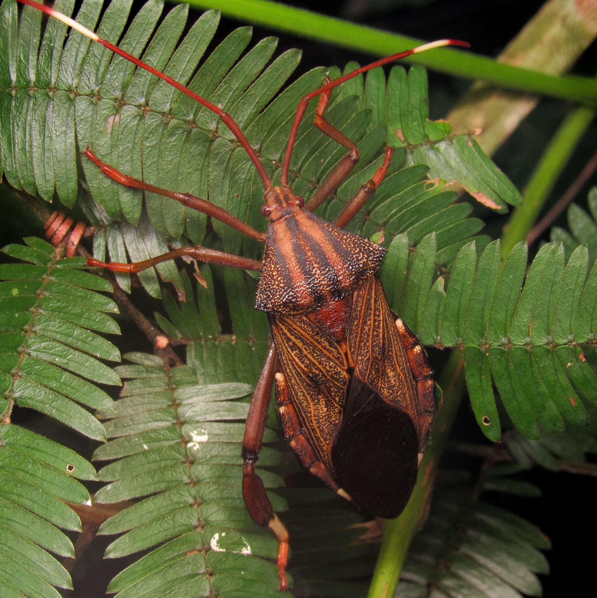 Image of Melucha phyllocnemis (Burmeister 1835)