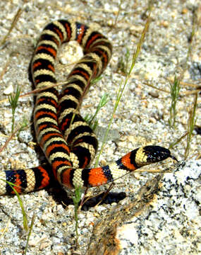 Image of California Mountain Kingsnake