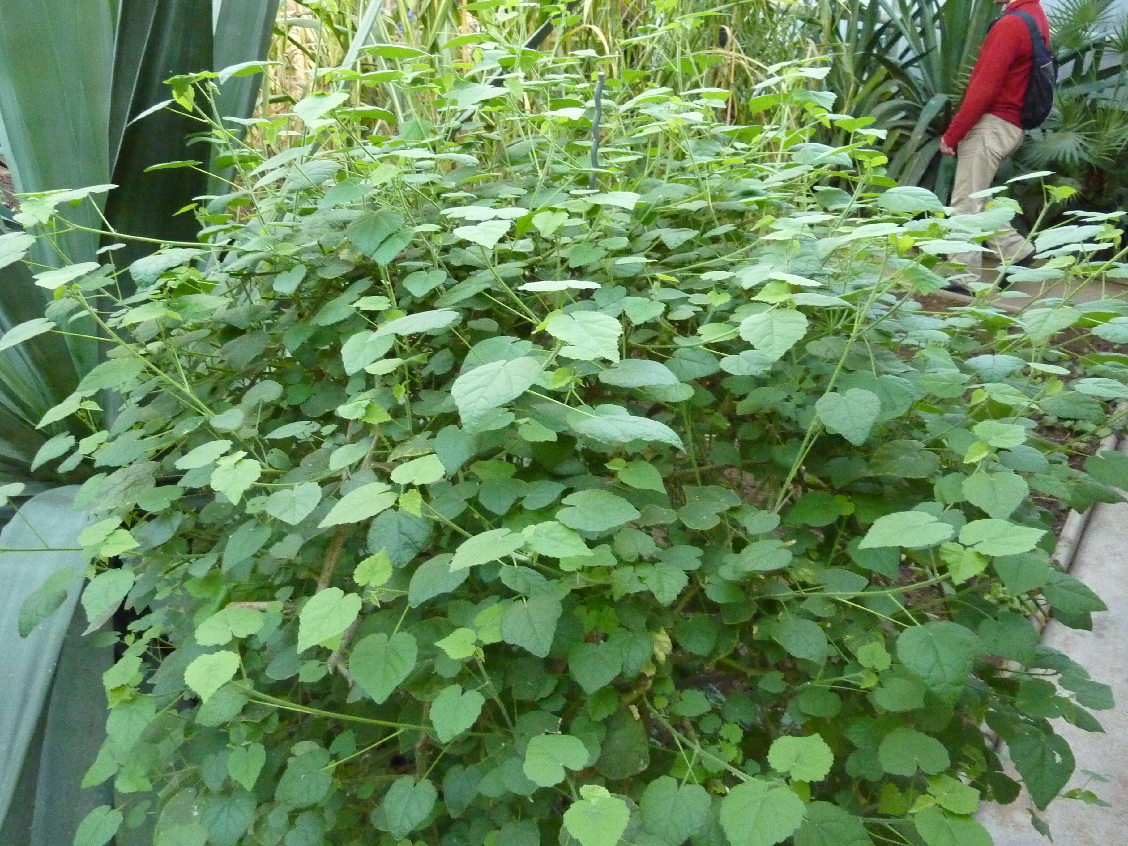 Imagem de Abutilon indicum (L.) Sweet