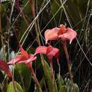 Image of Masdevallia amabilis Rchb. fil. & Warsz.