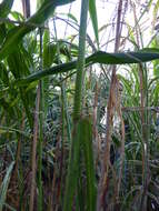 Image of sorghum